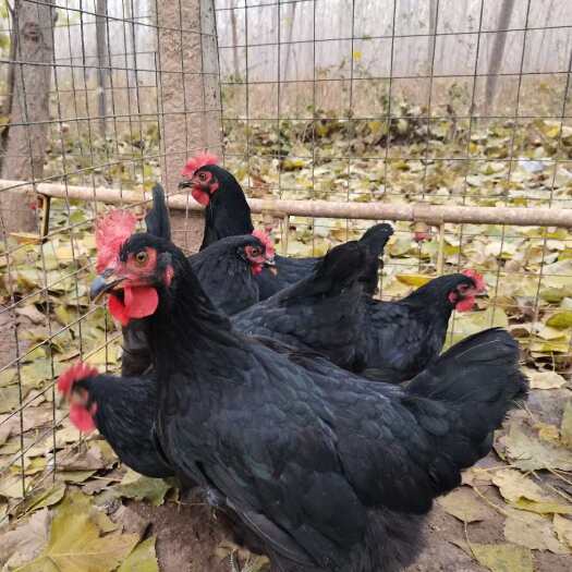脱温大红公鸡   麻羽鸡  芦花鸡  大量现货 一件代发