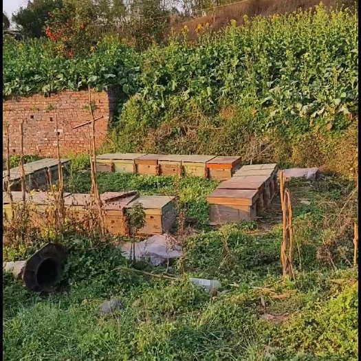 意大利蜜蜂