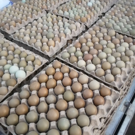 虞城县七彩山鸡蛋批发零售破损包赔