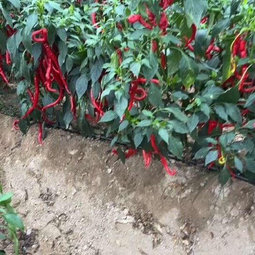 宁都县红螺线