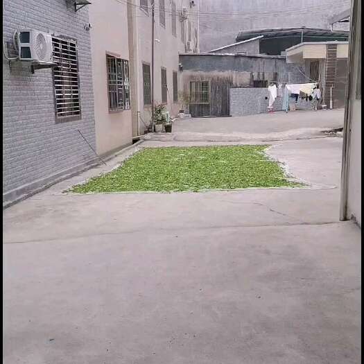 饶平县蜜兰香单丛茶