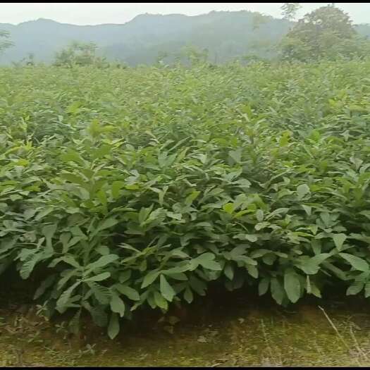 赣州麻栎苗