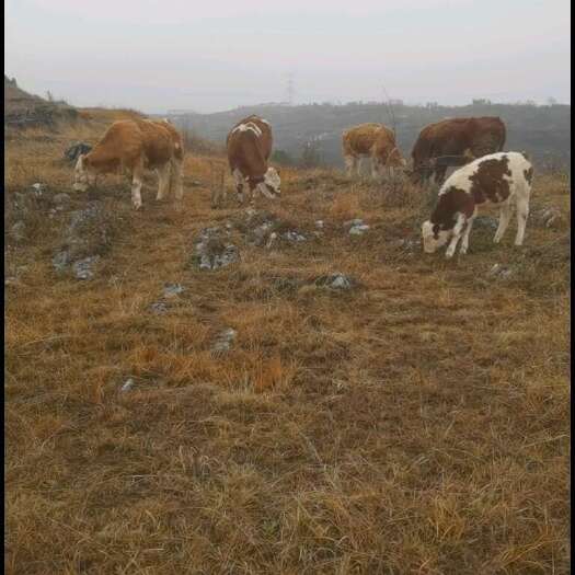安顺西门塔尔牛，安格斯母牛，志牛，四五代西门塔尔，会吃山上草