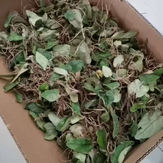 黎平县兔耳风，杏香兔耳风，贵州品种，数量有限，非种植，请下单