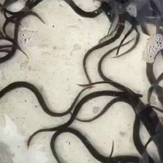 博罗县鳗鱼苗
