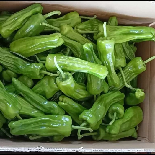 徐闻县泡椒，螺丝椒，线椒，青尖椒，欢迎电商，超市洽谈合作