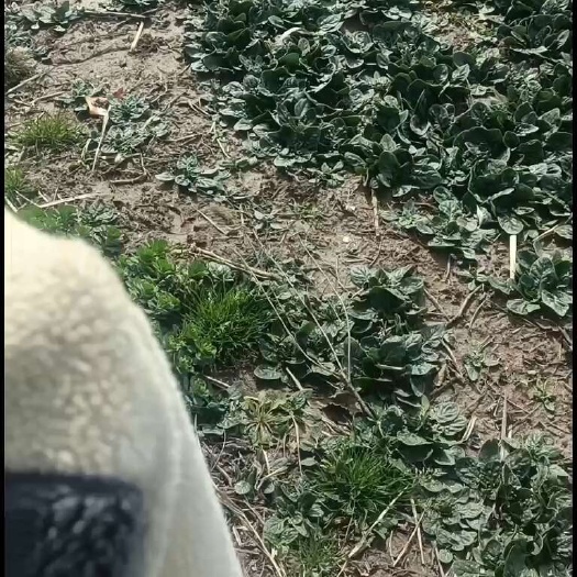 启东市菠菜