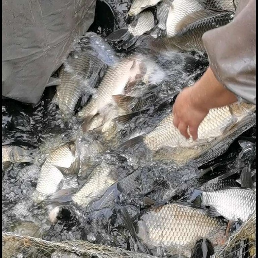 大量出湘银鲫，一手货源