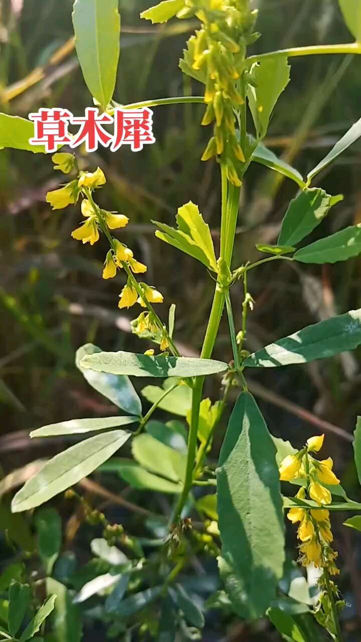 草木樨种子 草木犀 蜜源植物 黄花草 牧草型 绿肥 耐寒耐热