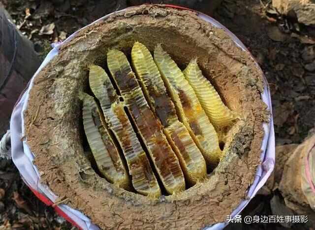垣曲县历山天然土蜂蜜