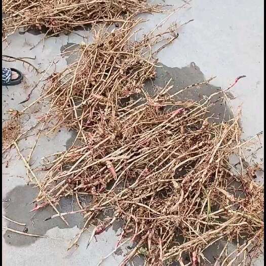 阳春市砂仁根