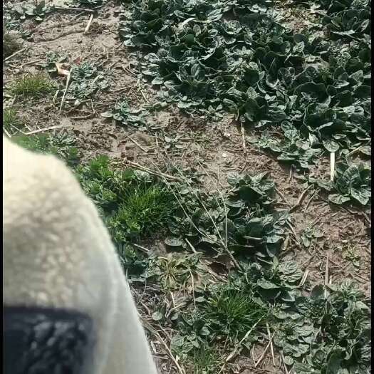 启东市大叶菠菜