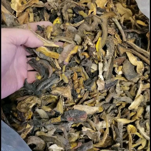 重庆市野生干牛肝菌