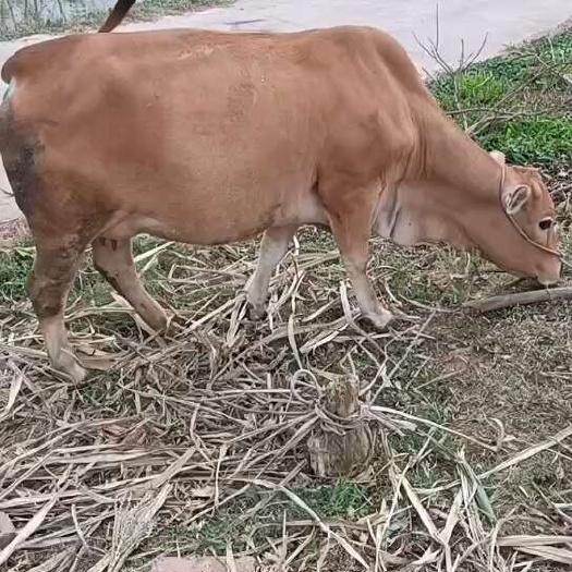 高州市黄牛-活牛