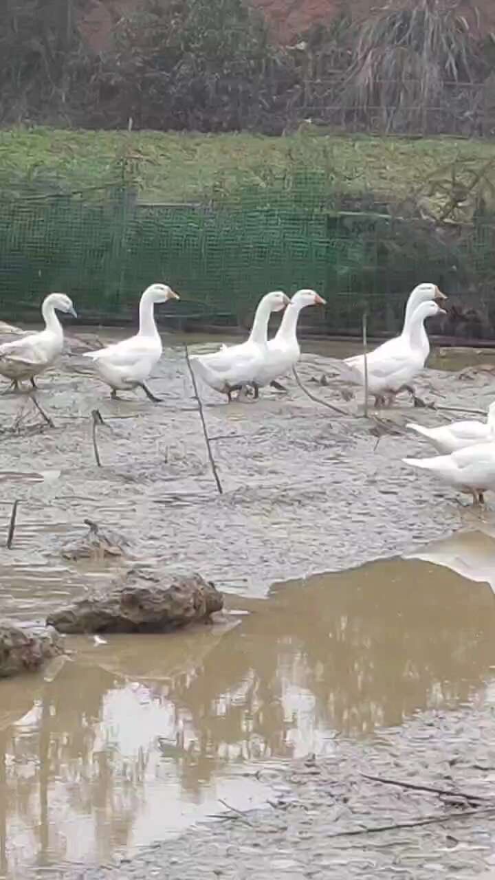 土鸭