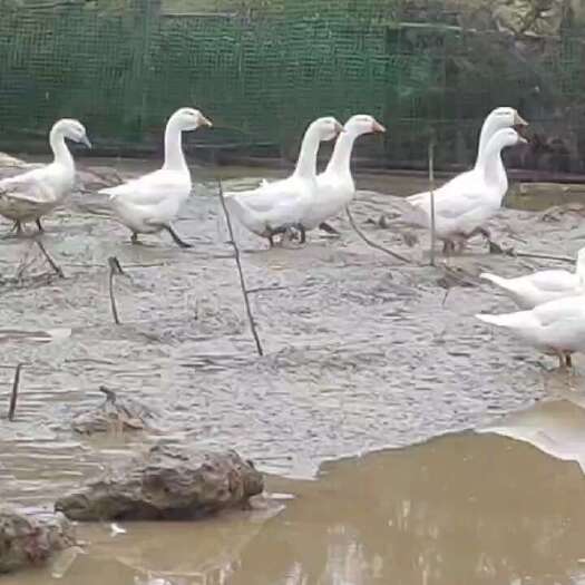 土鹅