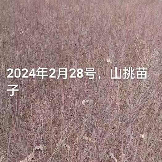 靖边县0.4山挑苗子