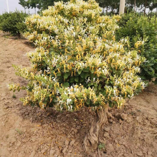 巨鹿县精品金银花老桩，做占地，绿化，园林，盆景造型金银花老桩