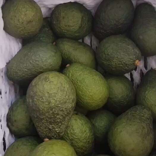 景东县新鲜云南普洱牛油果热带水果现摘现发景东彝族自治县直供