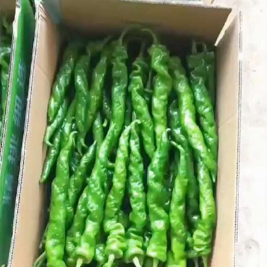 雷州市全螺螺丝椒