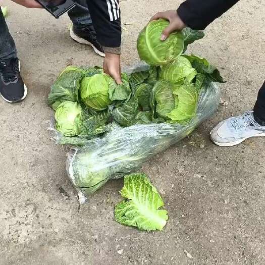 邯郸全绿甘蓝