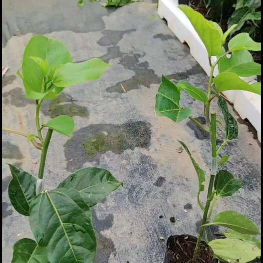 灵山县百香果苗