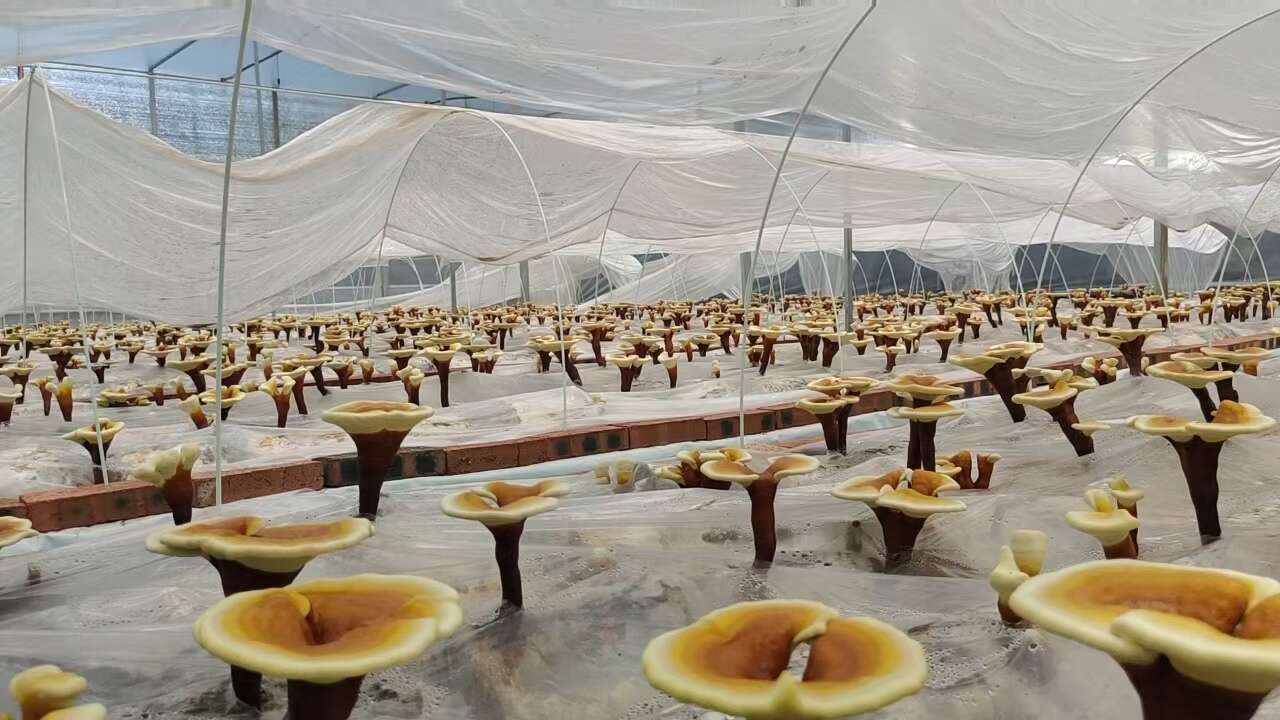 云南普洱精品大鹏椴木种植精品灵芝强身健体保养调理身体灵芝批发