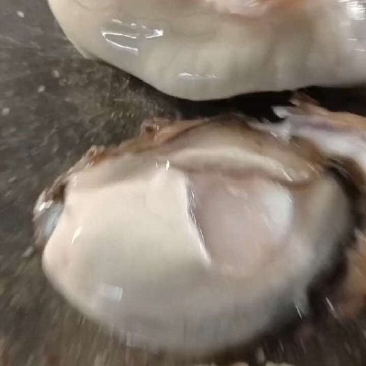 烟台当年的薄壳三倍体小蚝1到2的