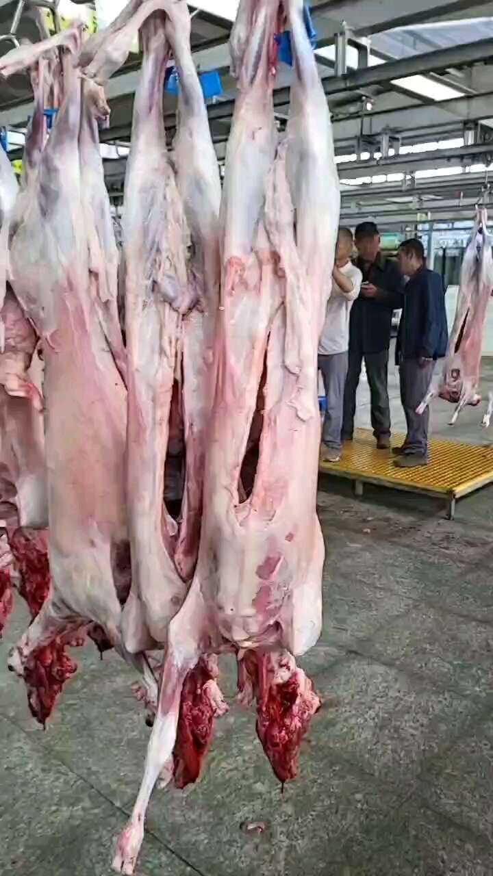 烤全羊酮体