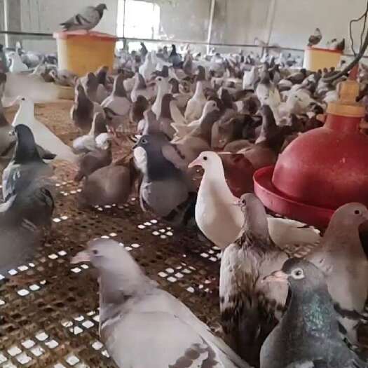 思茅云南省内长期供应肉鸽