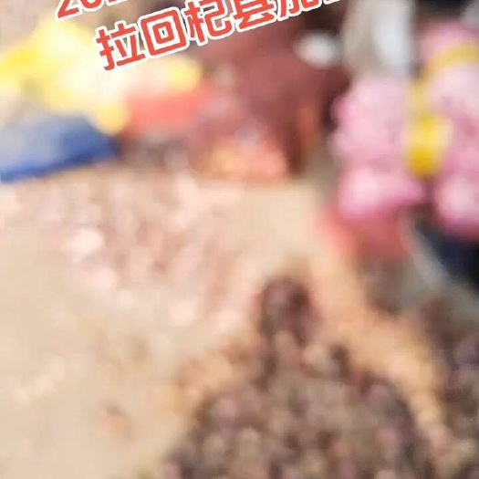 杞县云南鲜蒜上市了