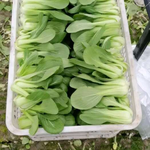 南通上海青