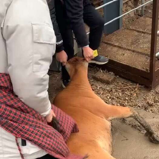 郓城县肉牛犊活体改良黄牛苗活体出售牛犊子活牛西门塔牛犊子养殖技术
