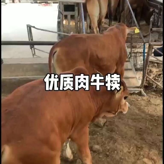 郓城县鲁西黄牛小牛犊活牛仔牛犊子大型牛品种牛肉牛改良品种吃草牛犊