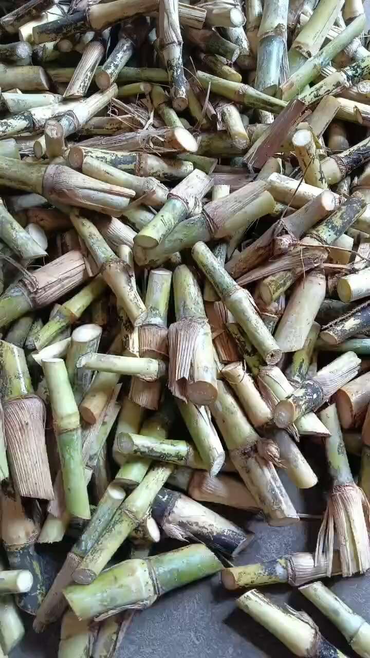 巨菌草，皇竹草，甜象草