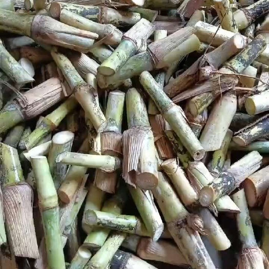 巨菌草，皇竹草，甜象草