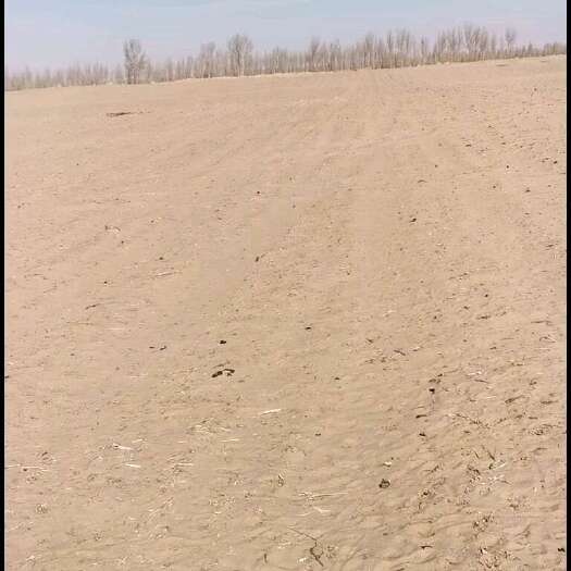 通辽土地对外承包，旱田  沙地，有井有电，适合种花生西瓜药材地瓜