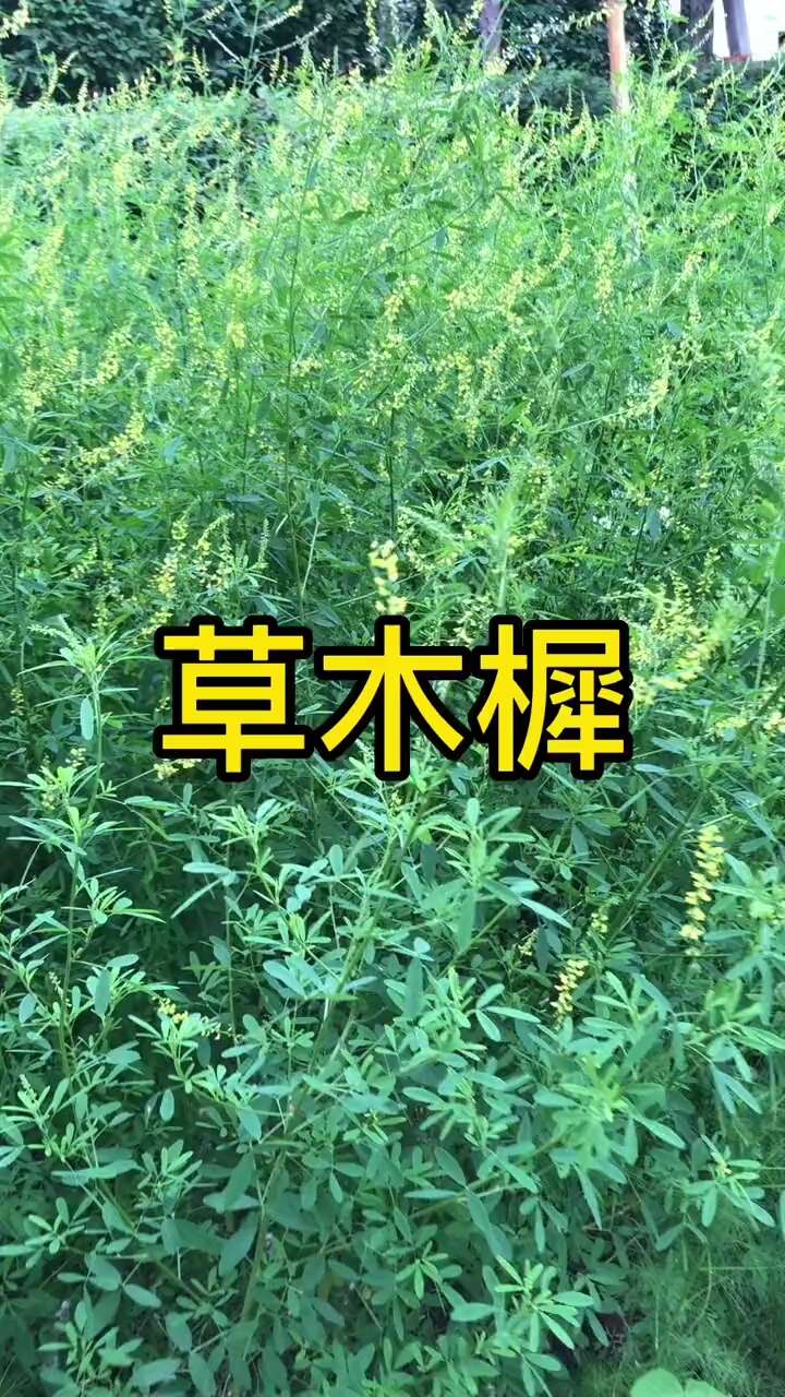 草木犀种子绿肥黄花苜蓿猪牛羊草木樨耐旱耐热 护坡蜜源植物种子