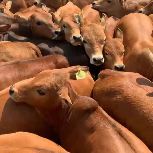 郓城县牛崽活体小牛黄牛犊肉牛苗鲁西黄牛苗牛仔改良肉黄牛养殖技术资料