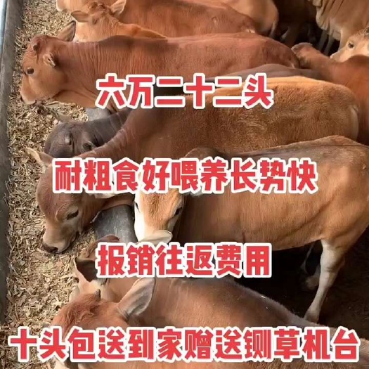 郓城县出售鲁西黄牛小牛犊活牛受孕母牛活苗西门塔尔肉牛犊活体养殖技术