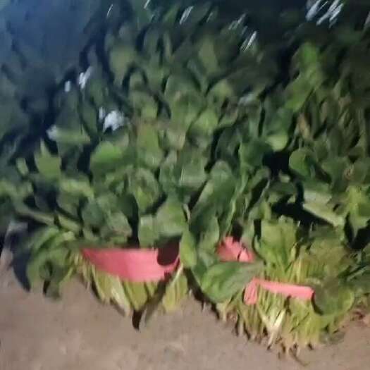东平县大叶菠菜