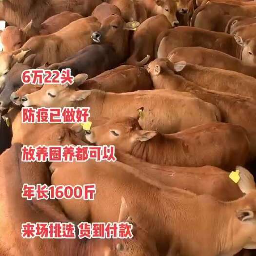 郓城县改良黄牛犊杂交黄牛纯种鲁西黄牛西门塔尔牛公牛母牛肉牛养殖技术