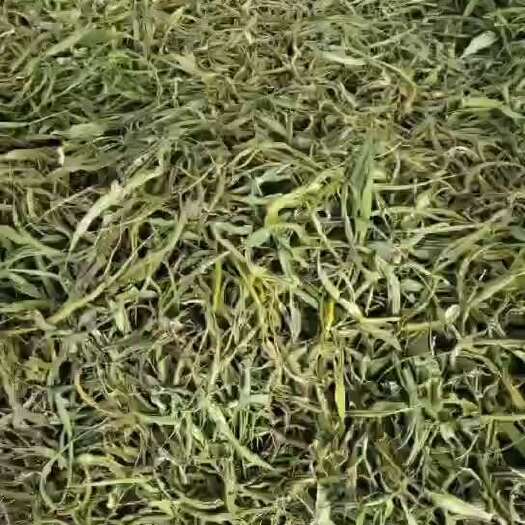 福贡县化石草，