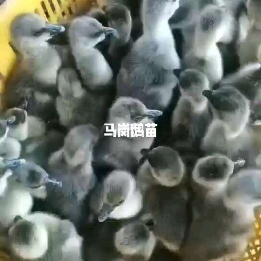 南宁优质马岗鹅苗