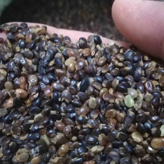 平南县小叶鸡骨草种子
