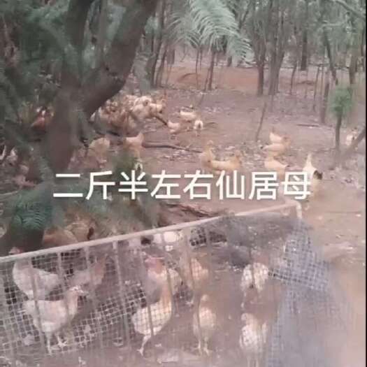 宁波宁海土鸡
