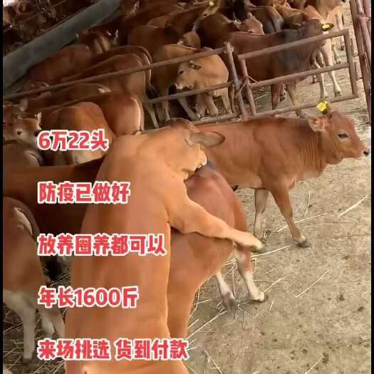 郓城县鲁西黄牛牛犊子活牛小牛苗牛崽改良肉牛活苗牛仔西门塔尔牛犊子