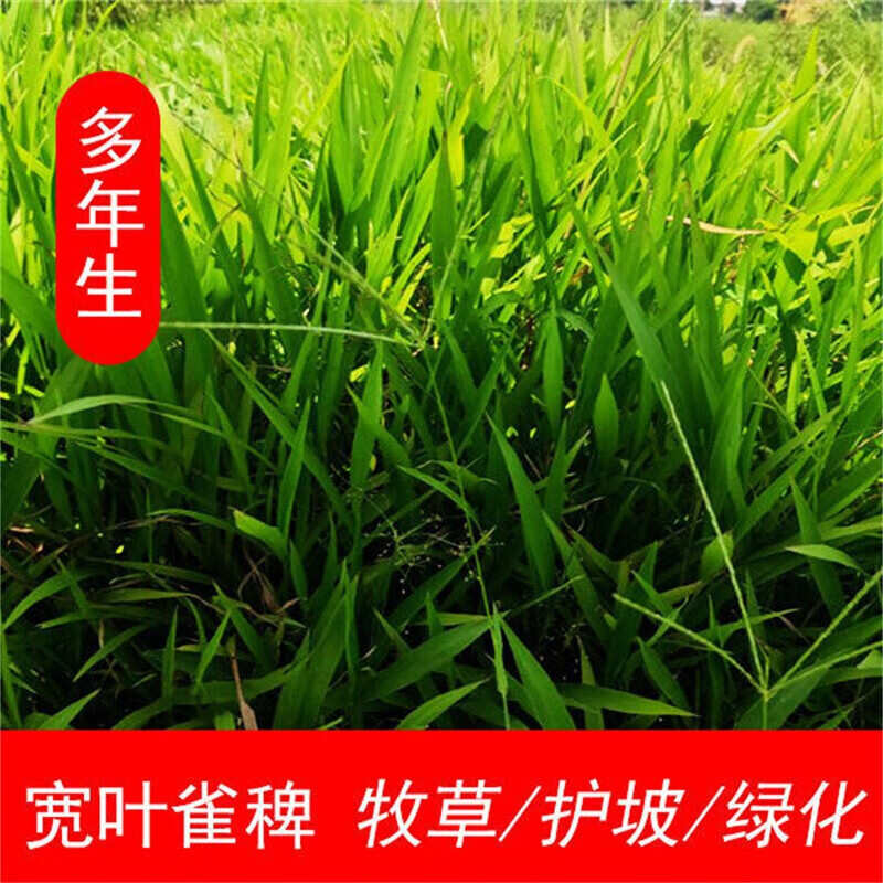 宽叶雀稗种子国产百喜草种籽宽叶草护坡绿化草种易活牛羊鱼兔牧草