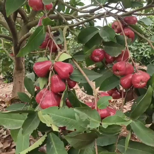 遂溪县这是莲雾，是一种热带经济水果，入口清甜，种植在遂溪黄略