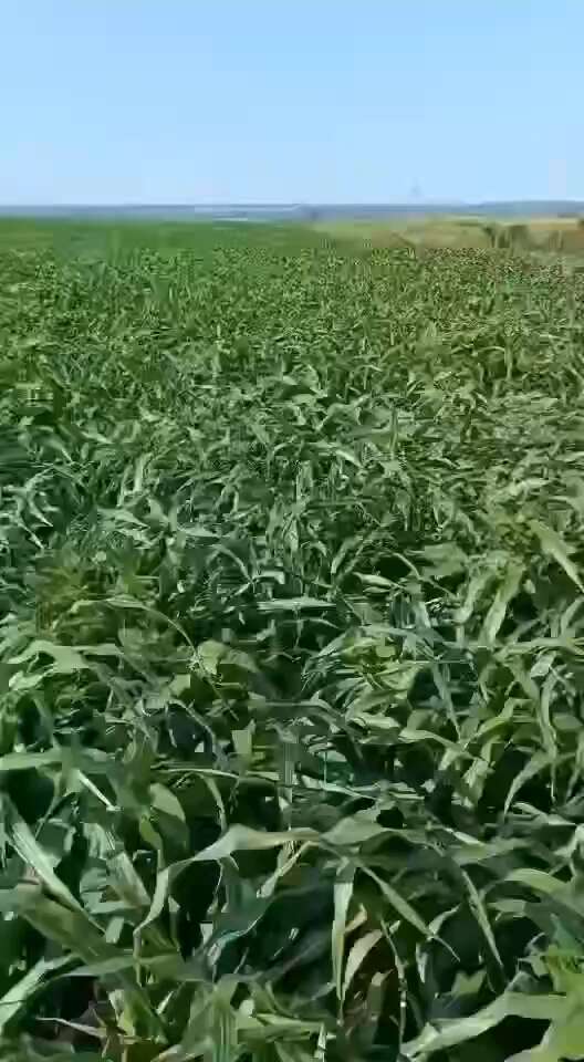 墨西哥玉米草种子分藥能力强产量高可青储牧草种子